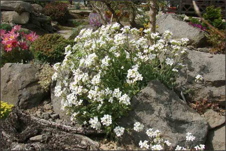 Arabis albida.